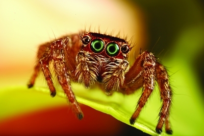 微距摄影迷爱拍"苍蝇小美人"