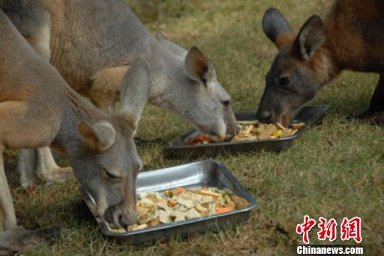 袋鼠享用营养丰富的食物 李木生 摄