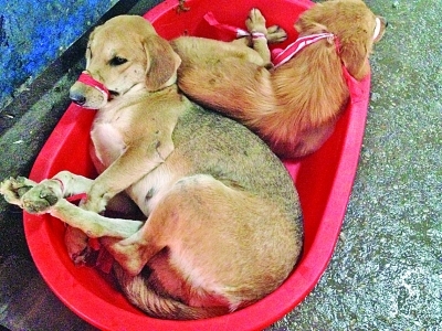 执法现场查处来路不明的小狗.