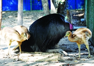 这三只小食火鸡,请您给取名
