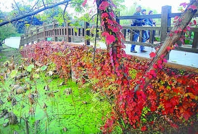 爬墙虎植物介绍 2942458293.jpg