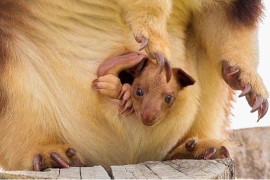 罕见树袋鼠宝宝在澳大利亚一国家动物园出生