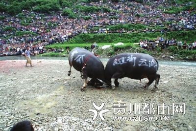 国内新闻 > 正文     6月24日,黎平县尚重镇"巴命"斗牛场人声鼎沸