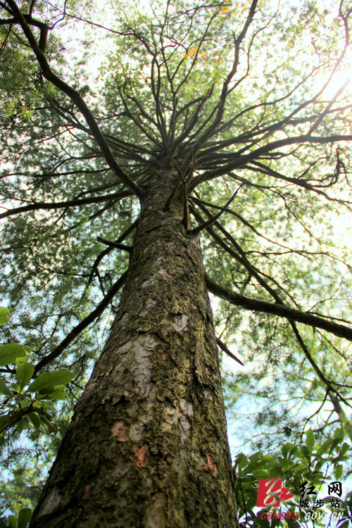 大沙河银杉自然保护区图片