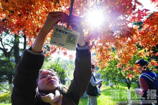 长沙橘子洲400多棵树挂上了"身份证"