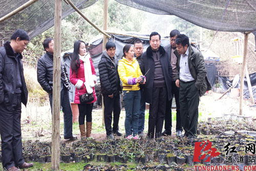 怀化市农业局局长唐昭平来通道县调研农业特色产业