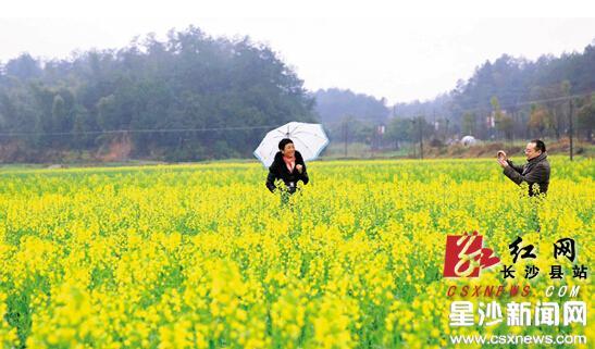 今年什么时间种油菜 2645935553.jpg