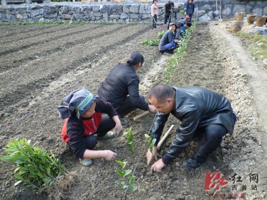 吉首新春种茶全面铺开计划种植5000亩
