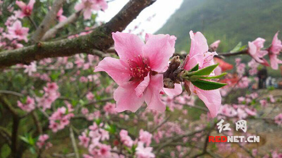 资兴白廊桃花节图片