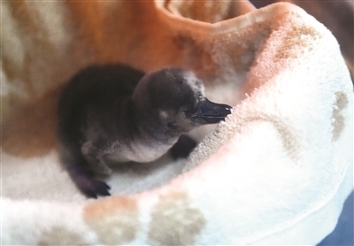 两只企鹅宝宝破壳诞生啦!