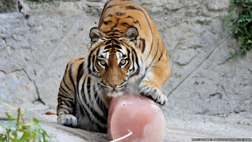 肉味冰棍;巴西动物园里的棕熊享用的是水果风味冰品,大象大啃香蕉冰