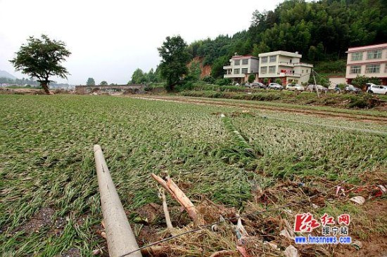 县委书记唐渊,县长罗玉梅向市长龚文密汇报灾情)红网绥宁站6月19日讯