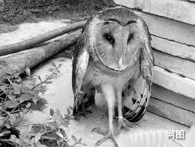 猴鸟见过吗这是猴面鹰