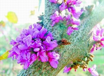 冬日紫荆花无叶却开花