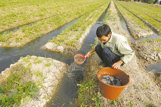 华侨农场1000多亩菜地苦于没有其他水源灌溉,只好用工业污水浇灌蔬菜