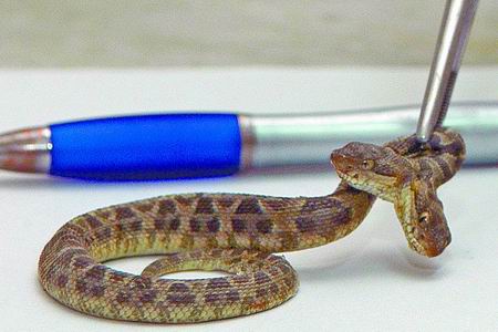 这条小蛇长17厘米,只有一个头上的蛇嘴能够吐信,另一个头