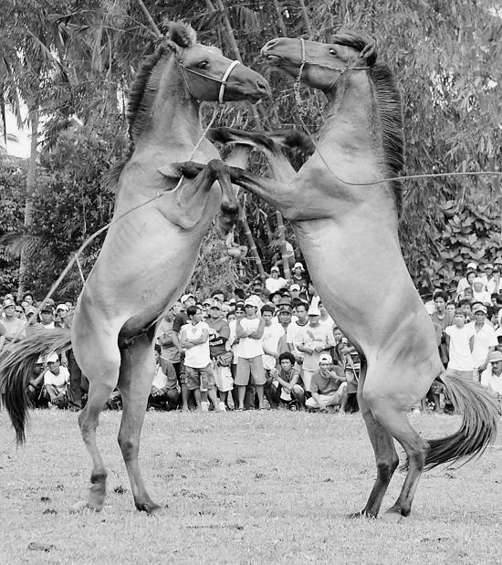 3月22日,在菲律宾中部的卡里加拉举行的赛马会上,两匹