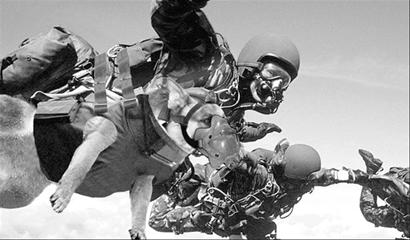 图文:英国"特种犬部队"7000米高空伞降