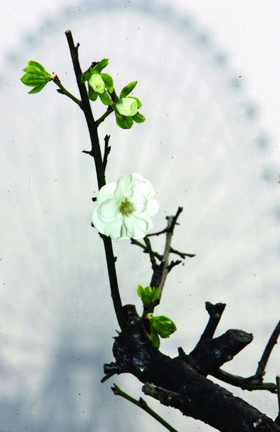 寒冬未到 长沙一居民家绿梅提前开花(图)