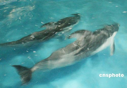 图镰鳍斑纹海豚首次登陆中国