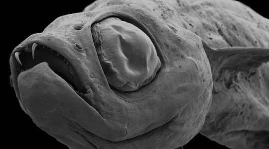 缅甸发现恐怖鱼类吸血鬼鱼图