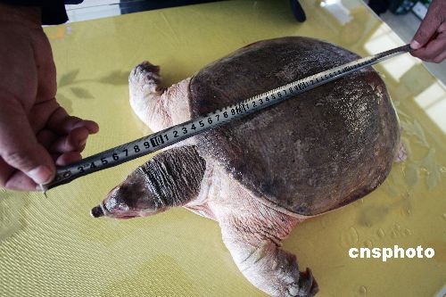 图野生巨型甲鱼重11公斤