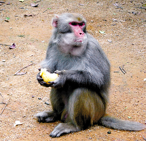 猕猴蹲坐路中讨食 飞来饼干一一接住