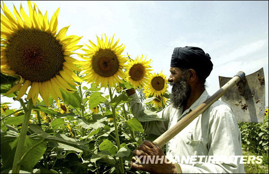 印度郊外的向日葵"花海(组图)