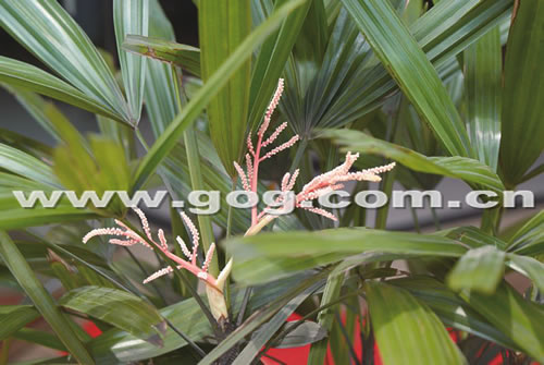 棕竹开花