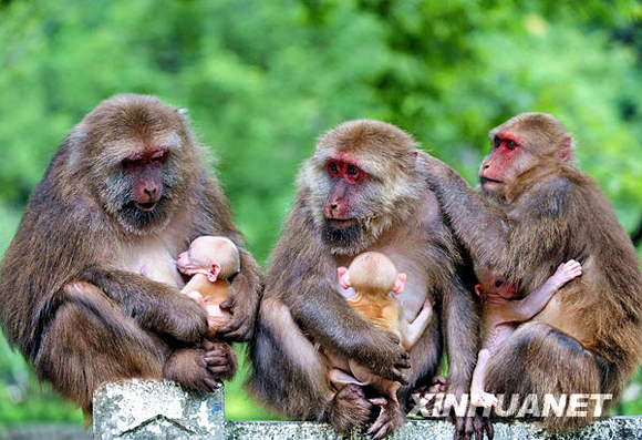 福建武夷山超级可爱的短尾猴幼猴宝宝(图)