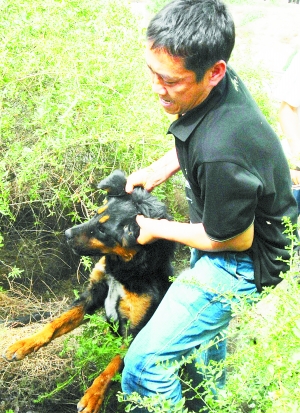 吹管麻醉 惡犬身中五針 昨日傷人野狗再度出沒,動物園專家協同警方几