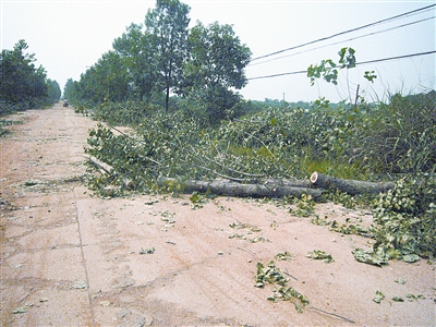 23棵行道树遭人砍伐