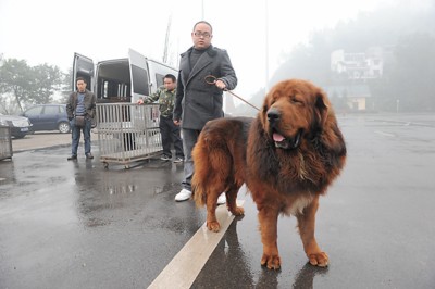 国内最贵藏獒价值800万