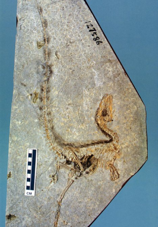 长羽毛的恐龙化石图片图片