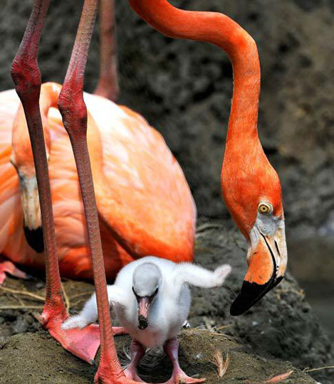 2月2日,在哥倫比亞考卡山谷省卡利市動物園,成年粉紅色火烈鳥在照看