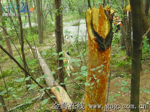 剥皮取脂 大树“弱不禁风”_新闻中心_新浪网
