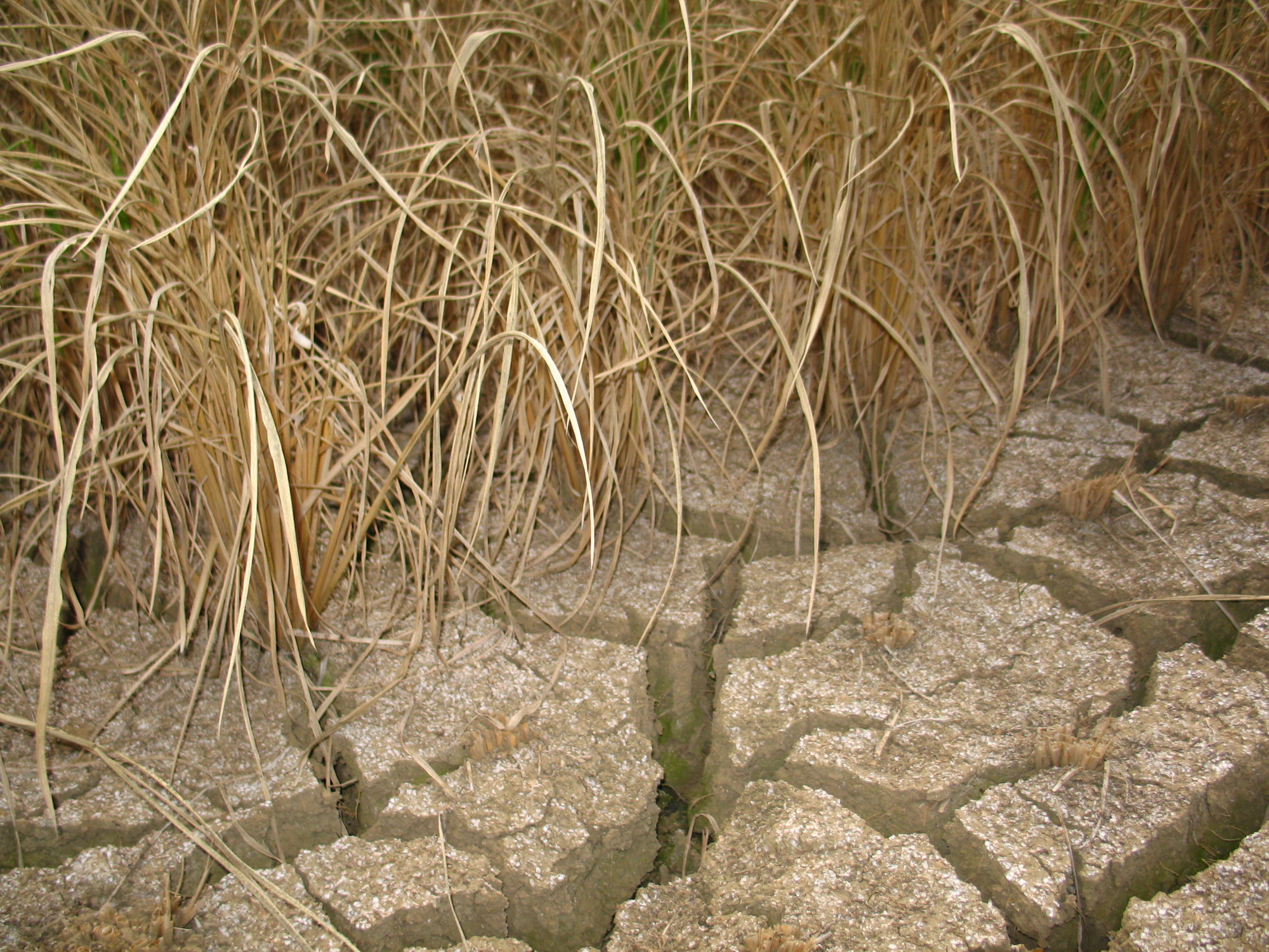 国家各部门积极推进西南旱区抗旱救灾工作