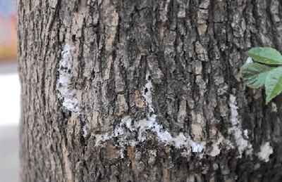 白蜡树树干被虫子钻洞图片