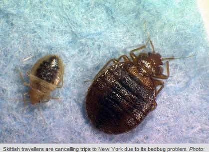 "臭虫危机"席卷纽约 打击旅游业影响谈情说爱