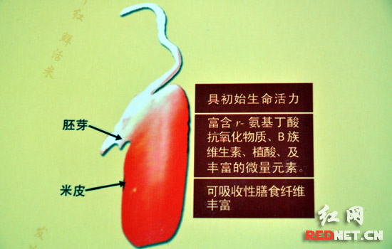 袁隆平研发成功发芽糙米有助维护国家粮食安全