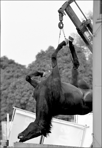 ②:赛马尸体被吊车吊起.