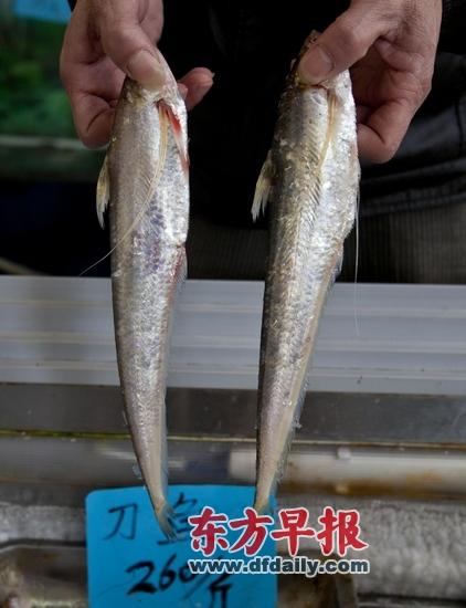 > 正文 刀魚遲到身價更高:3300元/斤 長江刀魚受天冷影響洄游晚