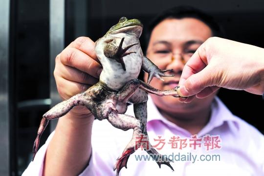 南都讯 记者饶得宏 实习生袁锦超 你见过七条腿的蛙吗?