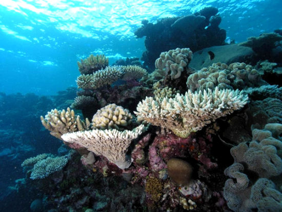 三亚将打造海南热带海洋牧场科技生态观光园