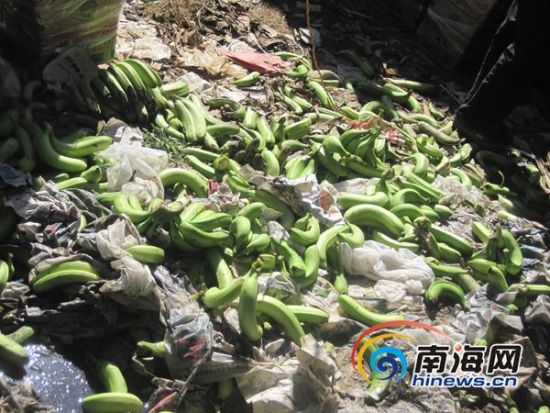 三亚育才镇香蕉每斤3毛 香蕉滞销蕉农欲哭无泪