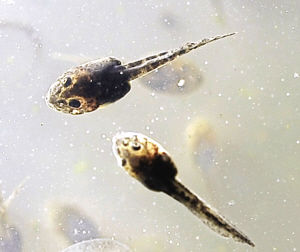 虎纹蛙,既吃虫又添有机肥