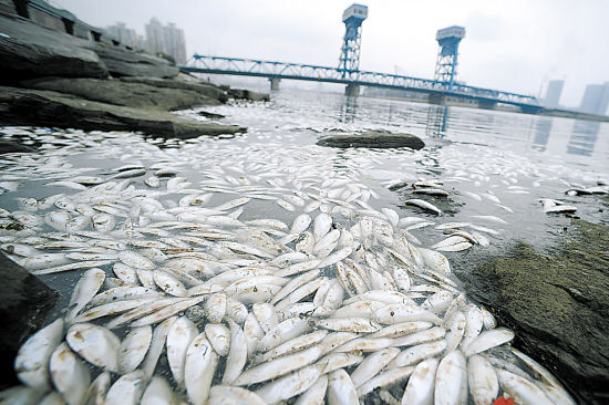 天津水塘死鱼照片图片