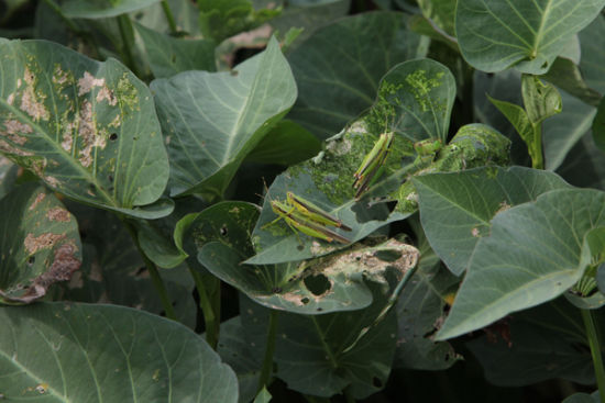 海口农田蝗虫乱飞 打药不管用难倒农民