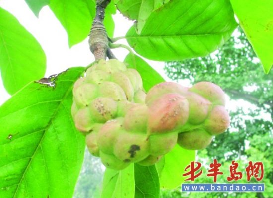 野果遭游客野蛮采摘 提醒:少数含毒不宜食用_新闻中心_新浪网