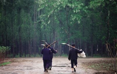 5月11日,昌平区平原造林地区,3名护林员扛着铁锹走向林地.